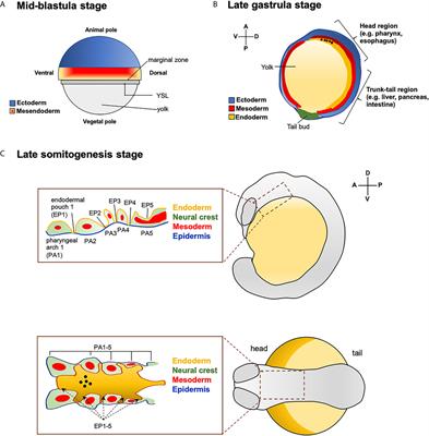 From Endoderm to Progenitors: An Update on the Early Steps of Thyroid Morphogenesis in the Zebrafish